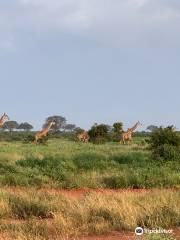 Eddie's Safari Kenya