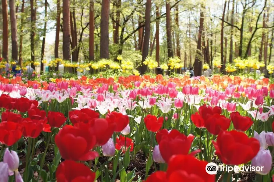 Shinshu Sky Park