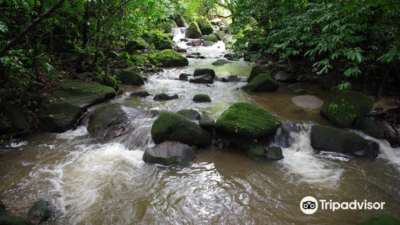 Square Trees Nature Trail (Arboles Cuadrados)