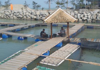 Tukik Babel Sea Turtle Conservation