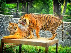 バンドン動物園