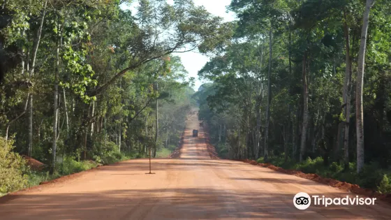 Budongo Forest