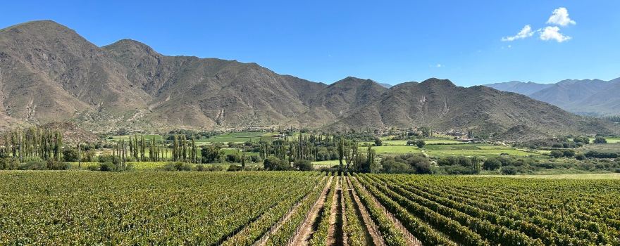 Bodega Puna