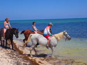 Cayman Horse Riding