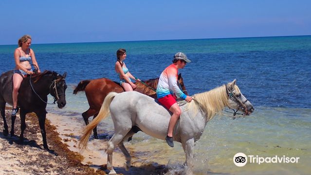 Cayman Horse Riding