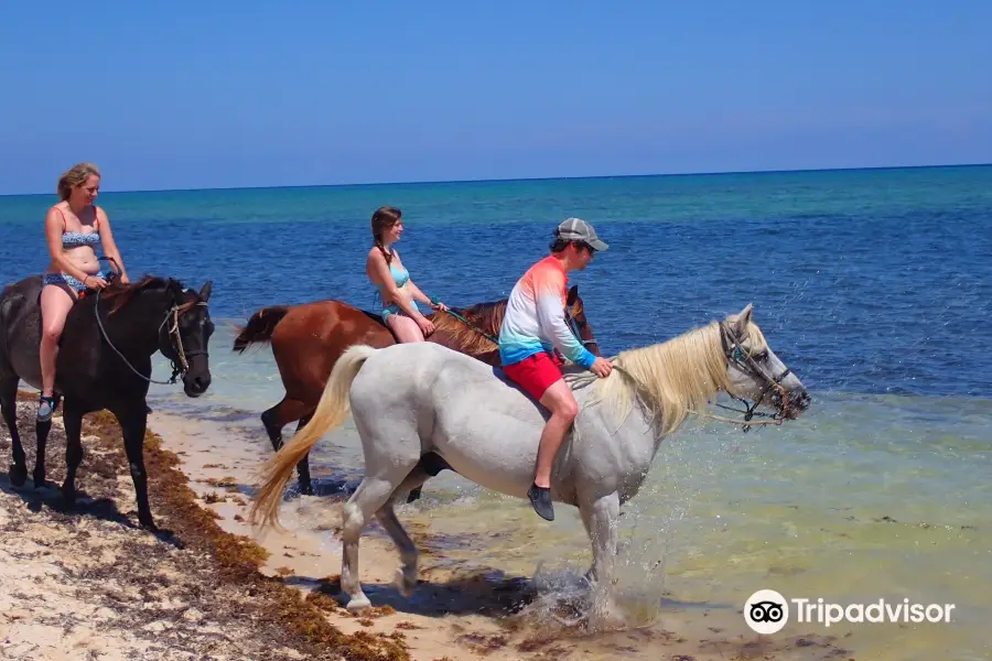 Cayman Horse Riding