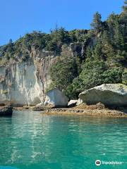 Glass Bottom Boat Whitianga