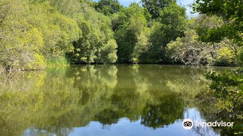 Swanwick Lakes Nature Reserve