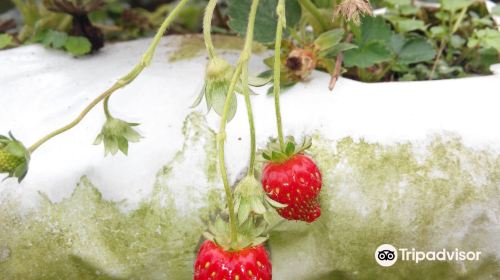 Kok Lim Strawberry Farm