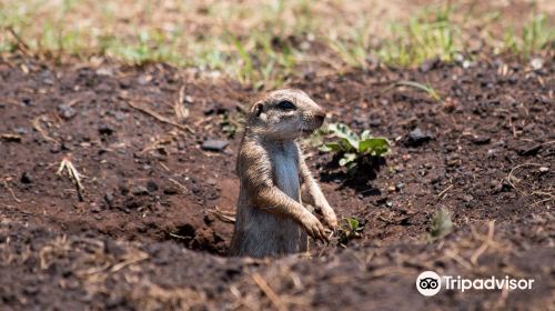 Krugersdorp Game Reserve