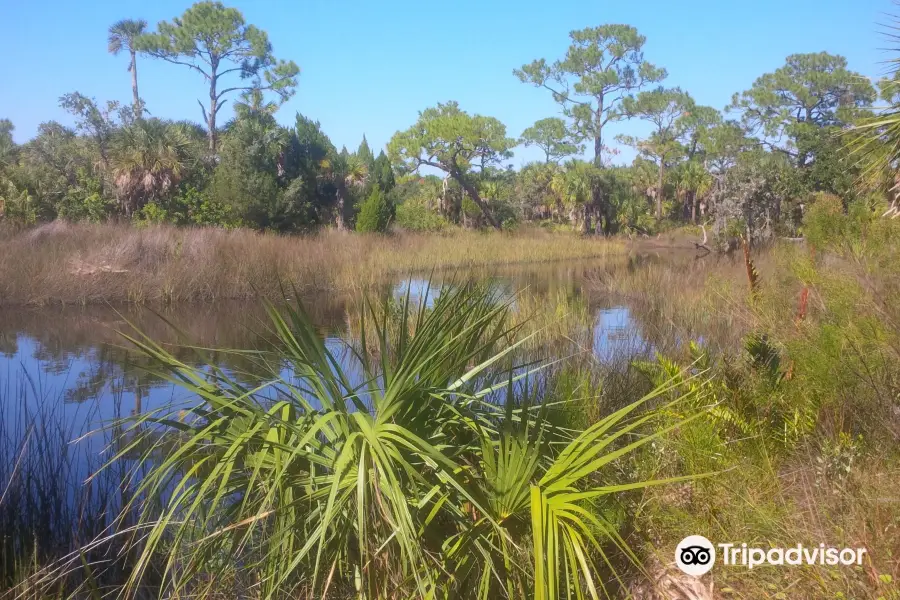 Werner-Boyce Salt Springs State Park