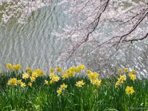 Tamagawa Park