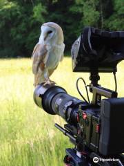 East Coast Falconry