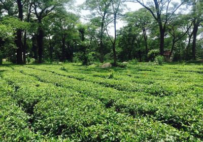 Palampur Tea Gardens