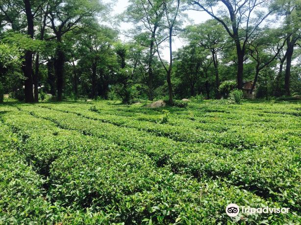 Palampur Tea Gardens