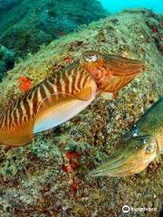 Sa Caleta Tenerife Dive Center