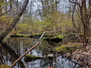 Black Creek Preserve