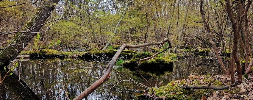 Black Creek Preserve