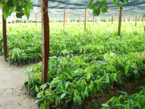 Hacienda Cacaotera Jesus Maria
