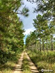 Francis Marion National Forest