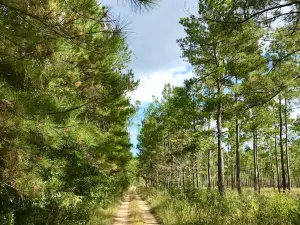 Francis Marion National Forest