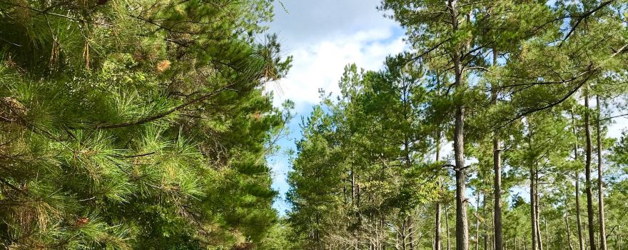 Francis Marion National Forest