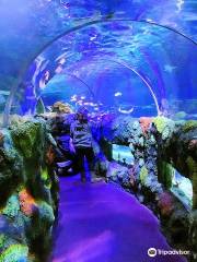 SEA LIFE Charlotte-Concord Aquarium