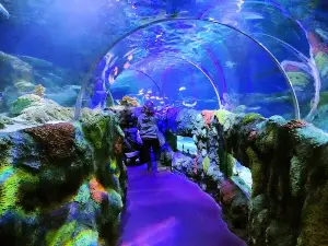 SEA LIFE Charlotte-Concord Aquarium