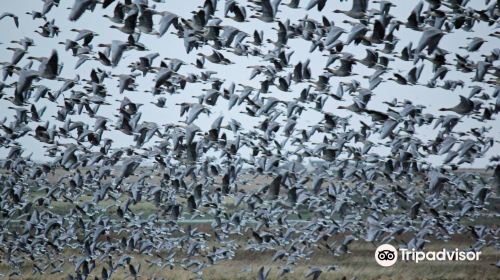 RSPB Loch of Strathbeg