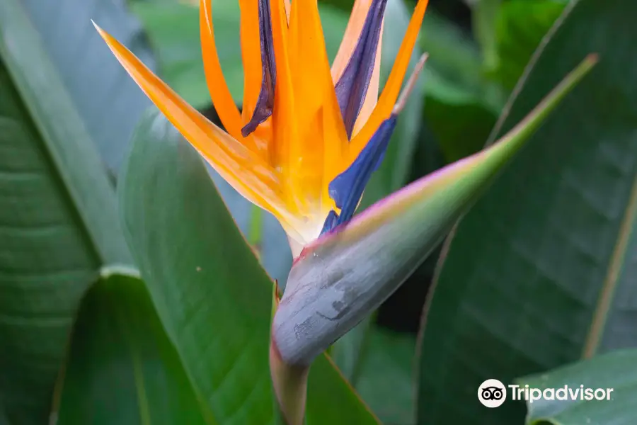 Centennial Botanical Conservatory