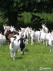 Goatfarm Ridammerhoeve