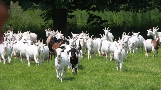 Geitenboerderij Ridammerhoeve