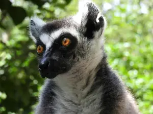 Zoological Reserve Calviac