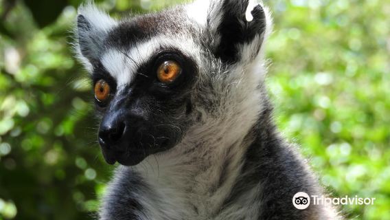 Zoological Reserve Calviac