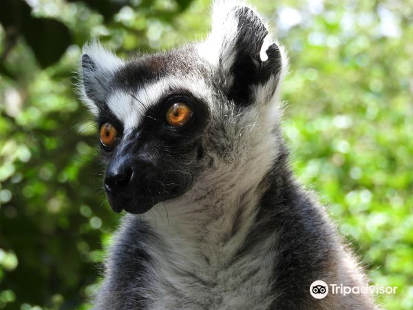 Zoological Reserve Calviac