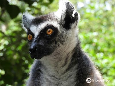 Zoological Reserve Calviac