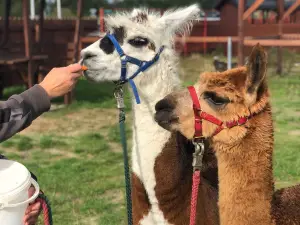Blåvand Zoo