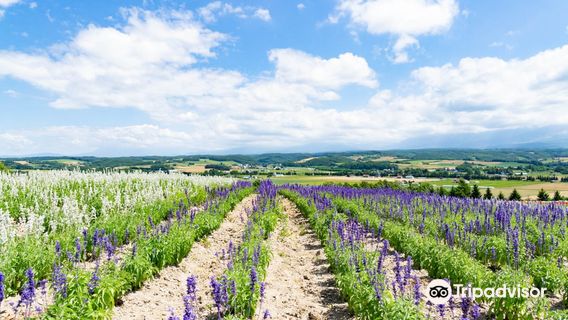 Furano