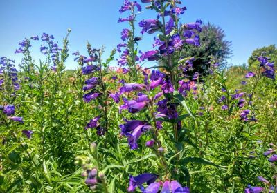 Amador Flower Farm