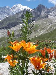 Alpiner botanischer Garten Saussurea