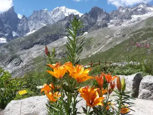 Saussurea Alpine Botanical Garden