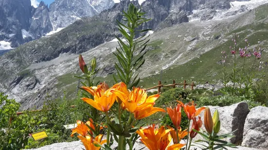 Saussurea Alpine Botanical Garden