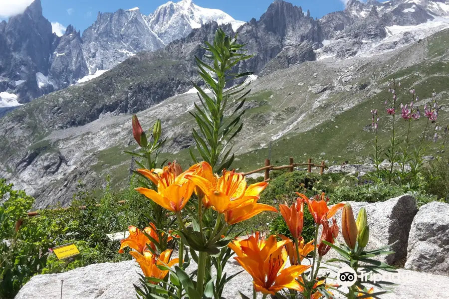 Alpiner botanischer Garten Saussurea