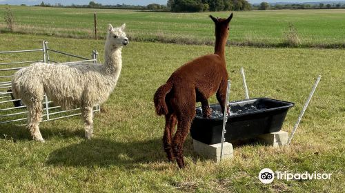 Cary Alpacas