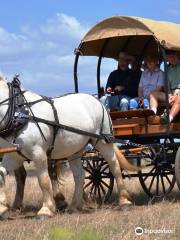 Texas Longhorn Tours