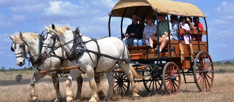 Texas Longhorn Tours