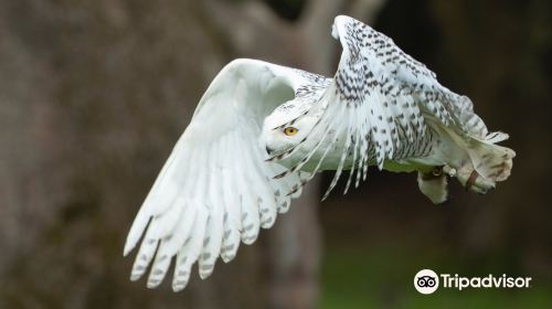 Feathers and Fur Falconry Centre