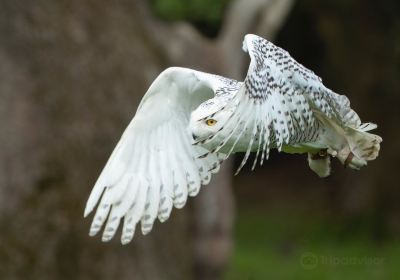 Feathers and Fur Falconry Centre