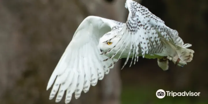 Feathers and Fur Falconry Centre