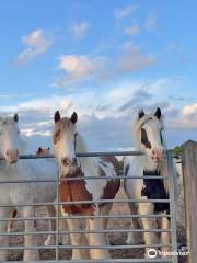 Redwings Horse Sanctuary - Ada Cole